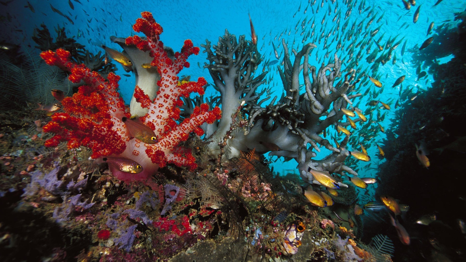 Золотые рыбки среди коралловых полипов