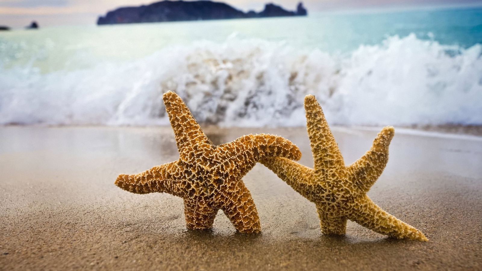 Две морские звезды в песке пляжа