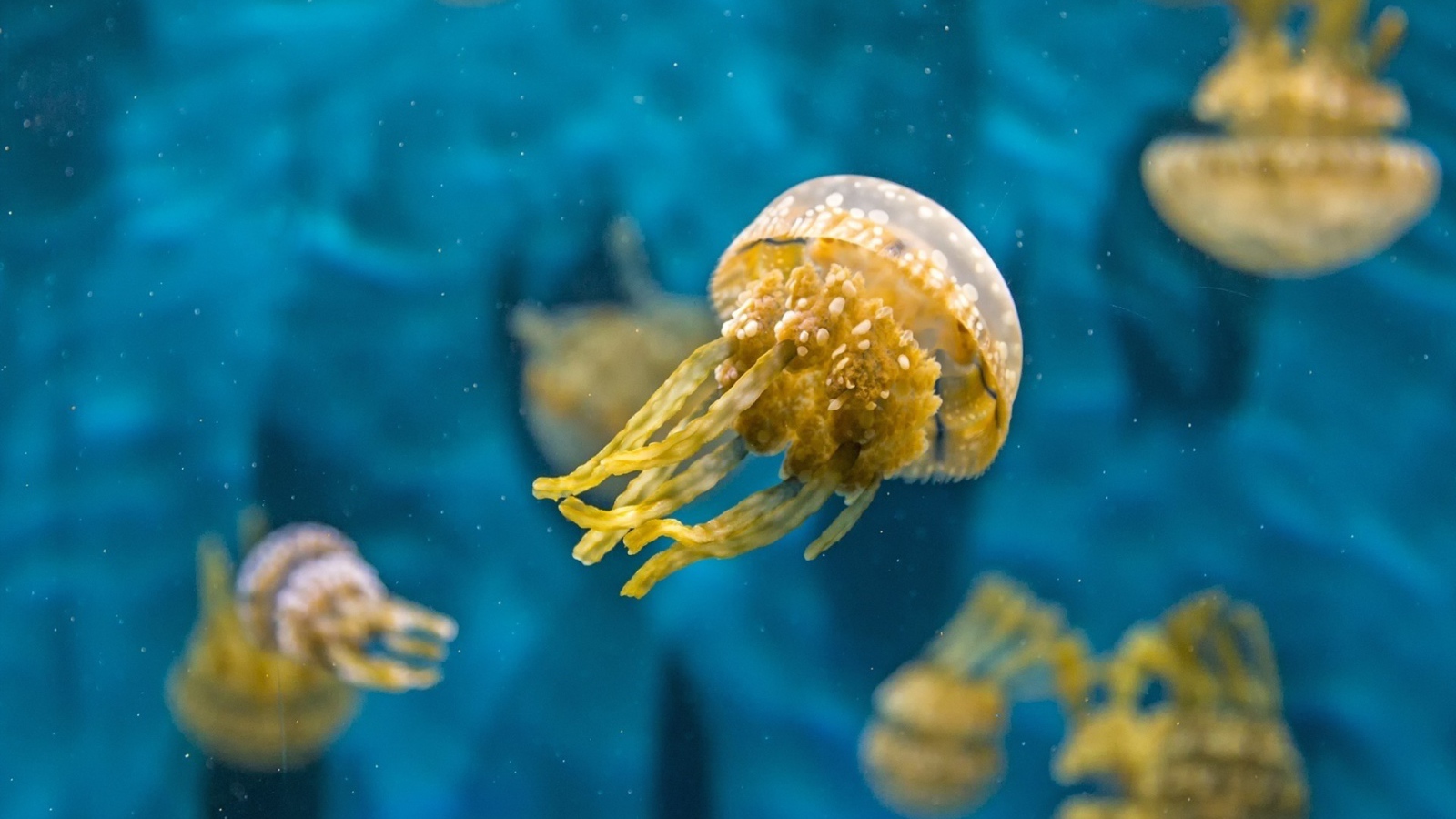 Желтая медуза в голубой воде