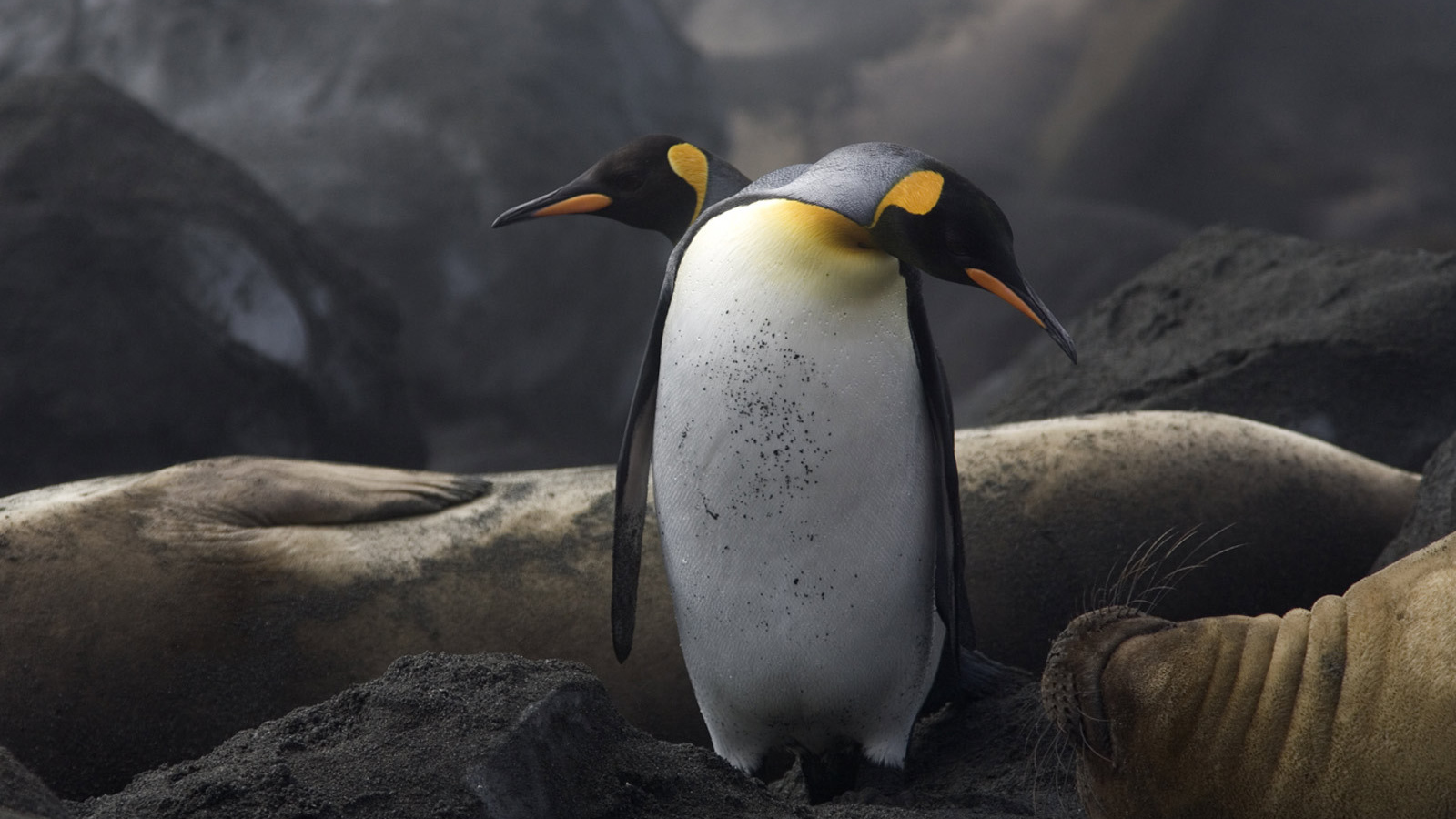Два пингвина и морж