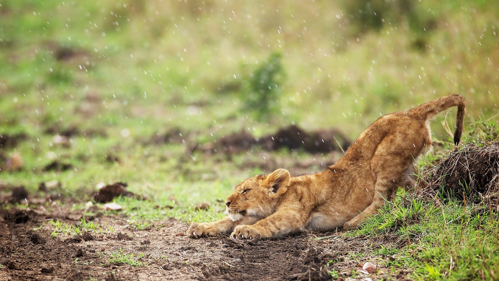 Young lion in the rain