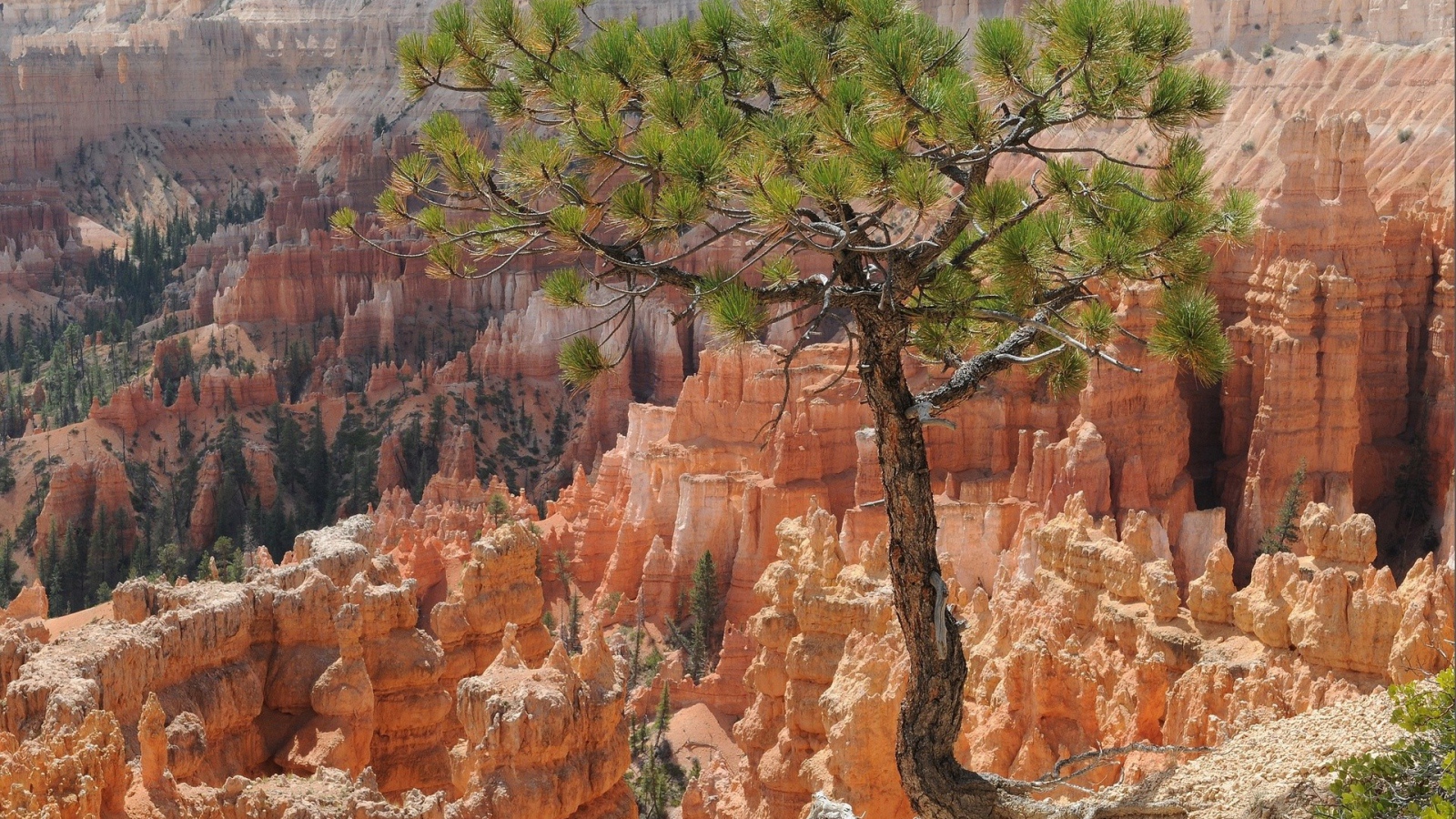 Дерево на фоне каньона Брюса