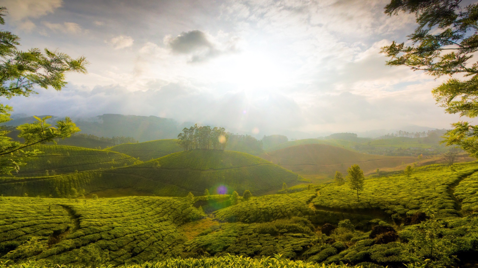 Поля чая на Шри Ланке