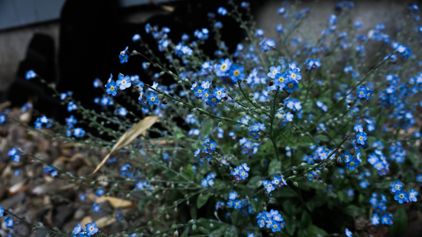 Голубые цветы растения незабудка