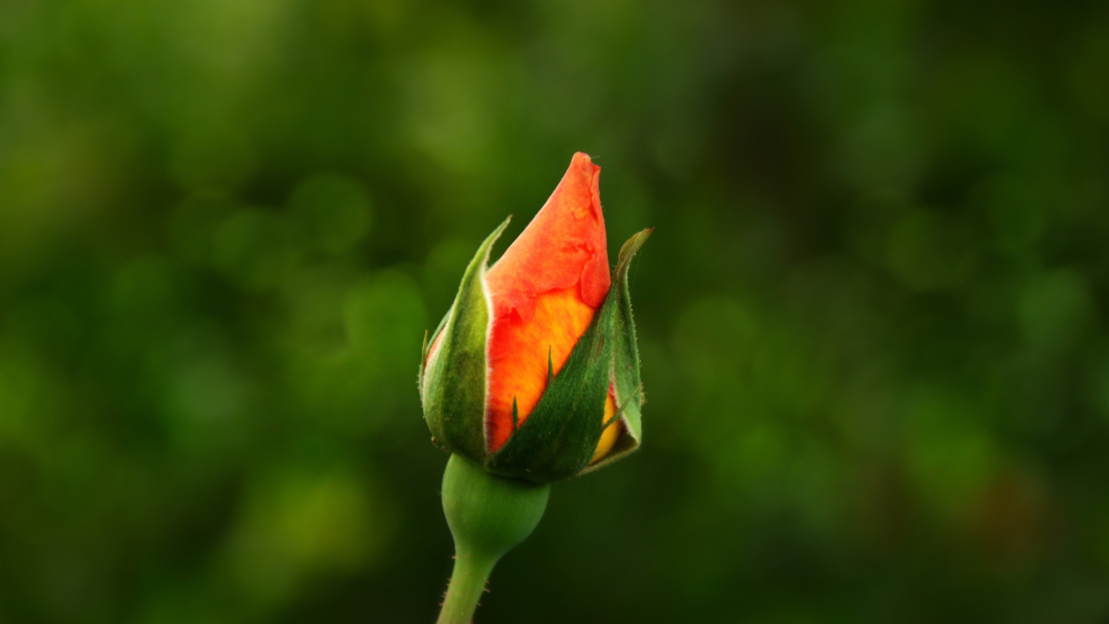 Бутон оранжевой розы на зеленом фоне