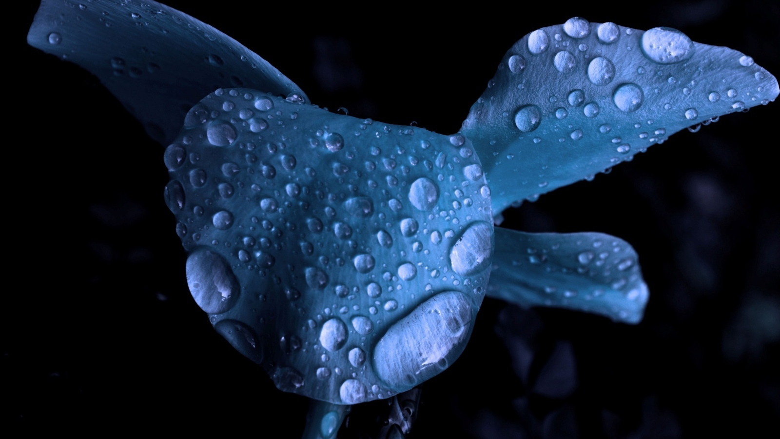 Мокрый голубой цветок