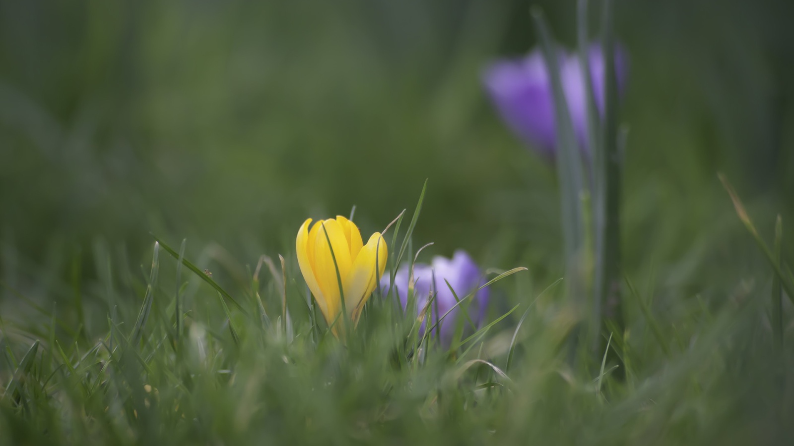 Желтый и голубой цветок в зеленой траве
