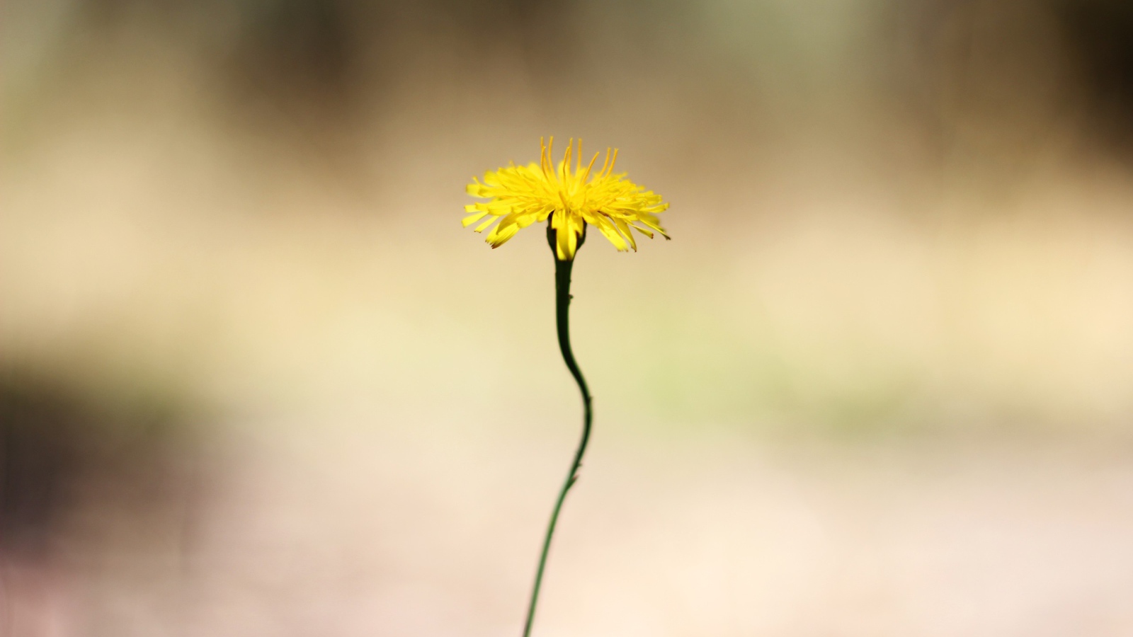 Желтый цветок на тонком стебле