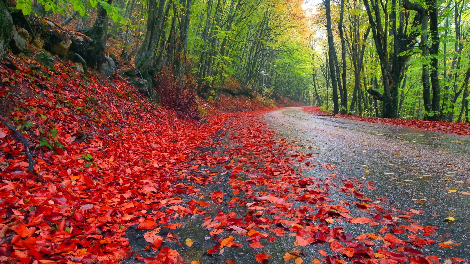 Дорога усыпана красными листьями