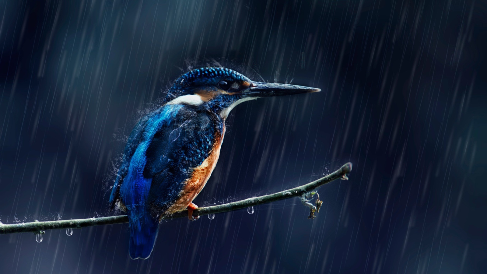 Маленькая птица зимородок на ветке под дождем