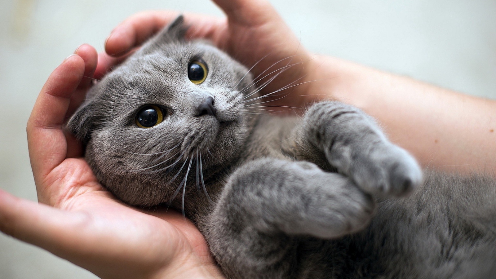 A gray British cat rests on the hands of a man