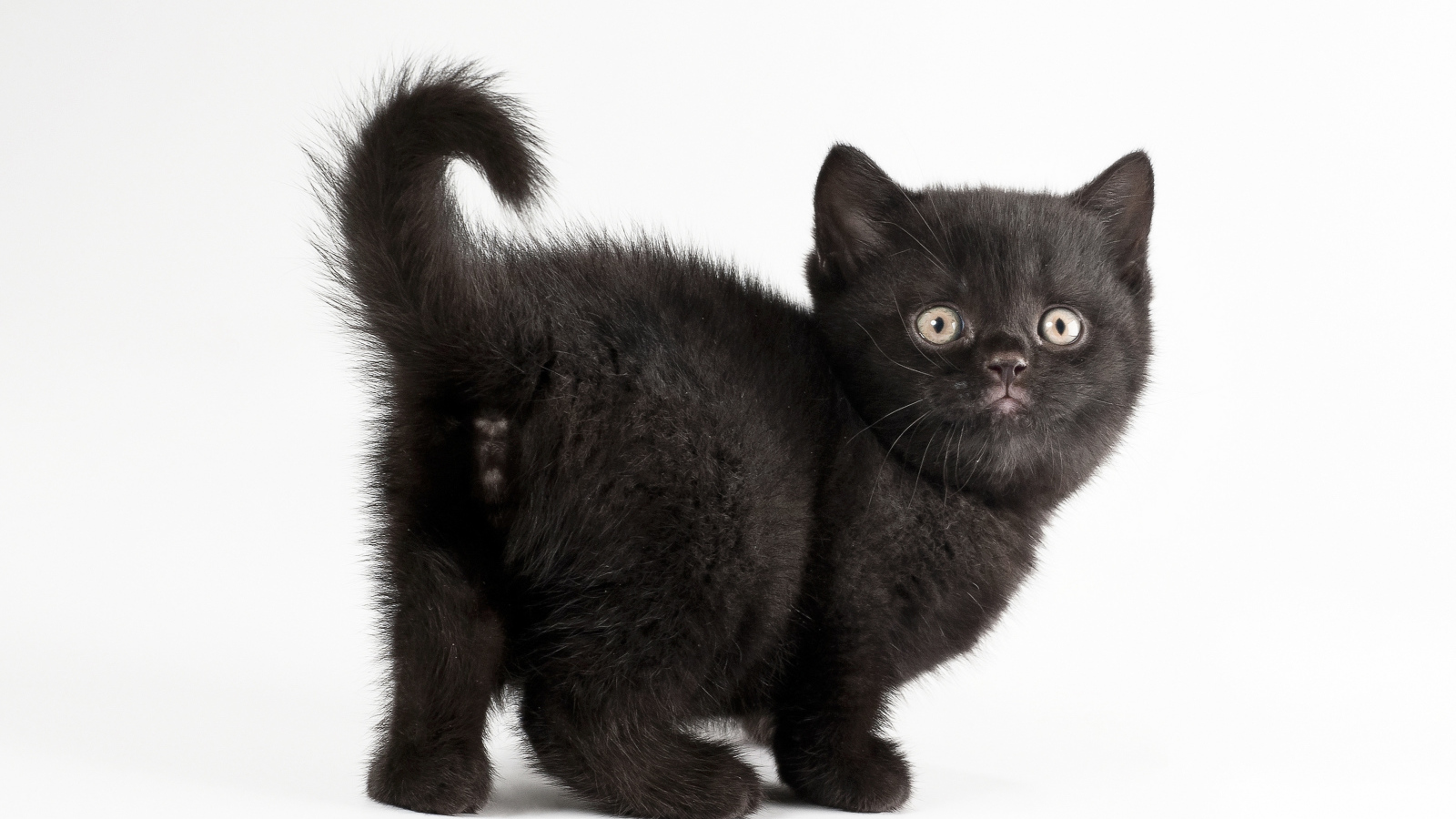 Красивый черный котенок на белом фоне