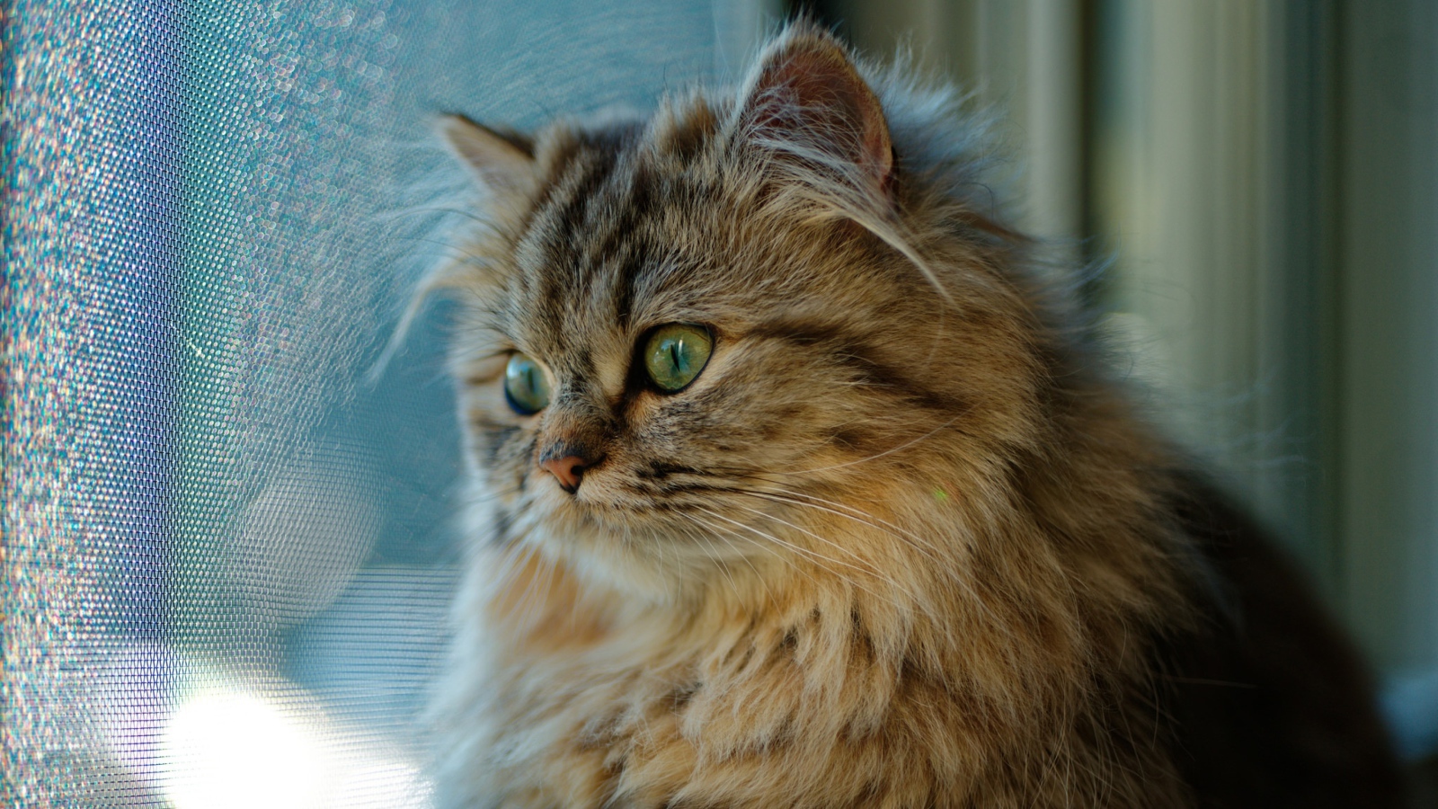 Красивый пушистый зеленоглазый кот смотрит в окно