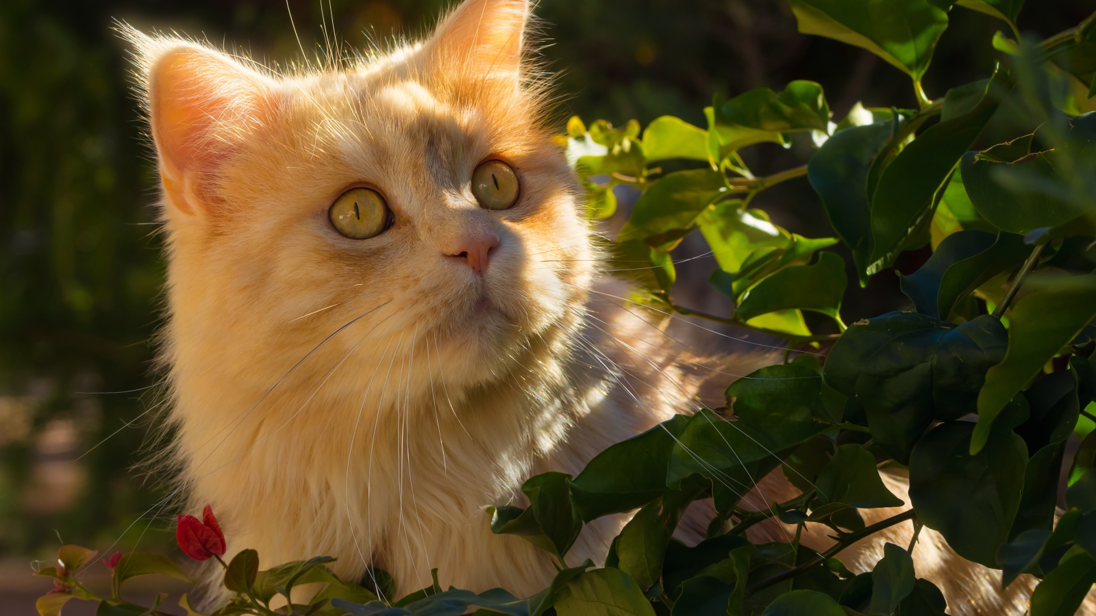 Красивый рыжий кот в лучах солнца