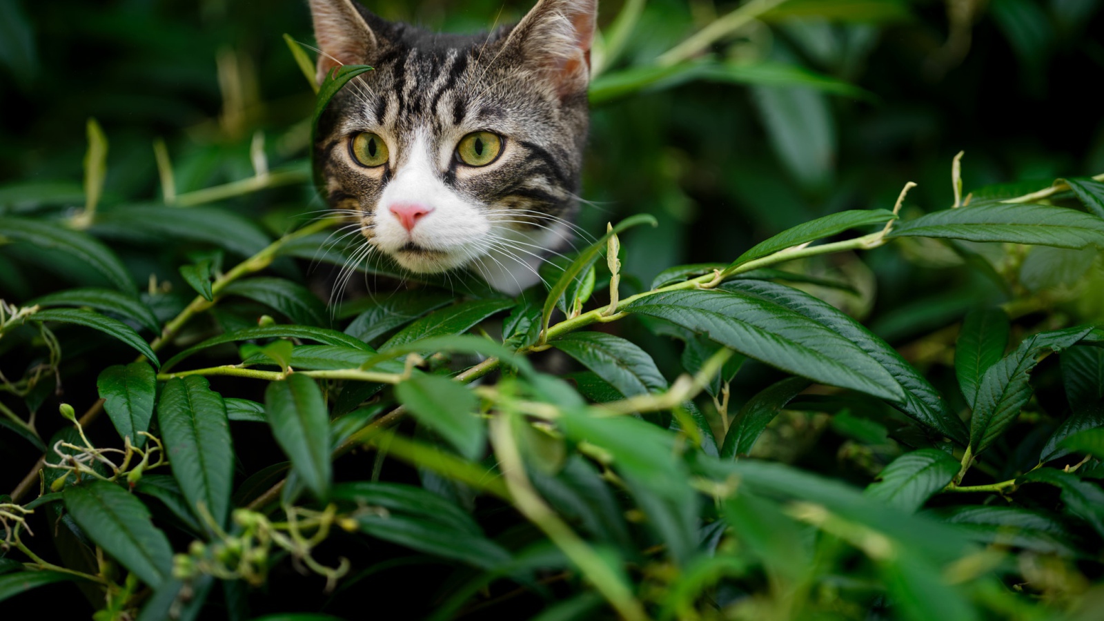 Curious gray cat sitting in ambush in green foliage