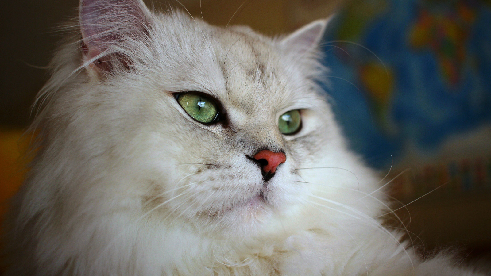 Большая пушистая породистая зеленоглазая кошка
