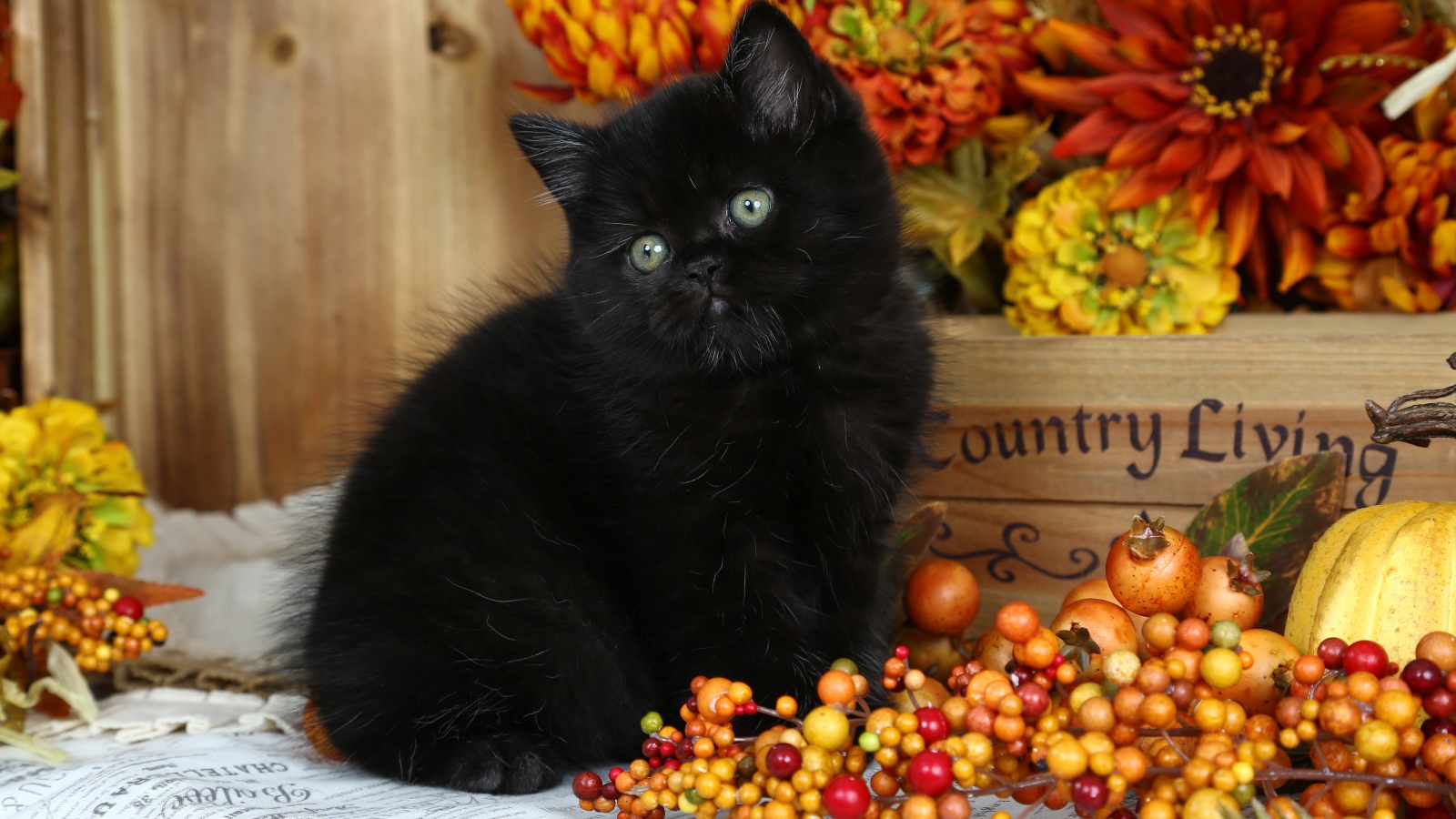 Маленький пушистый черный котенок с осенними  ягодами