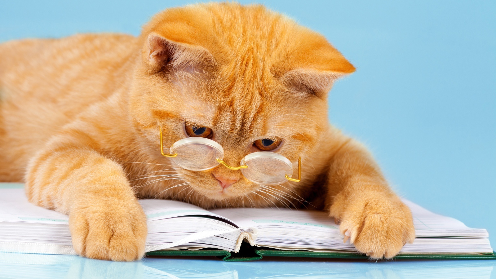 Рыжий забавный кот в очках с книгой 