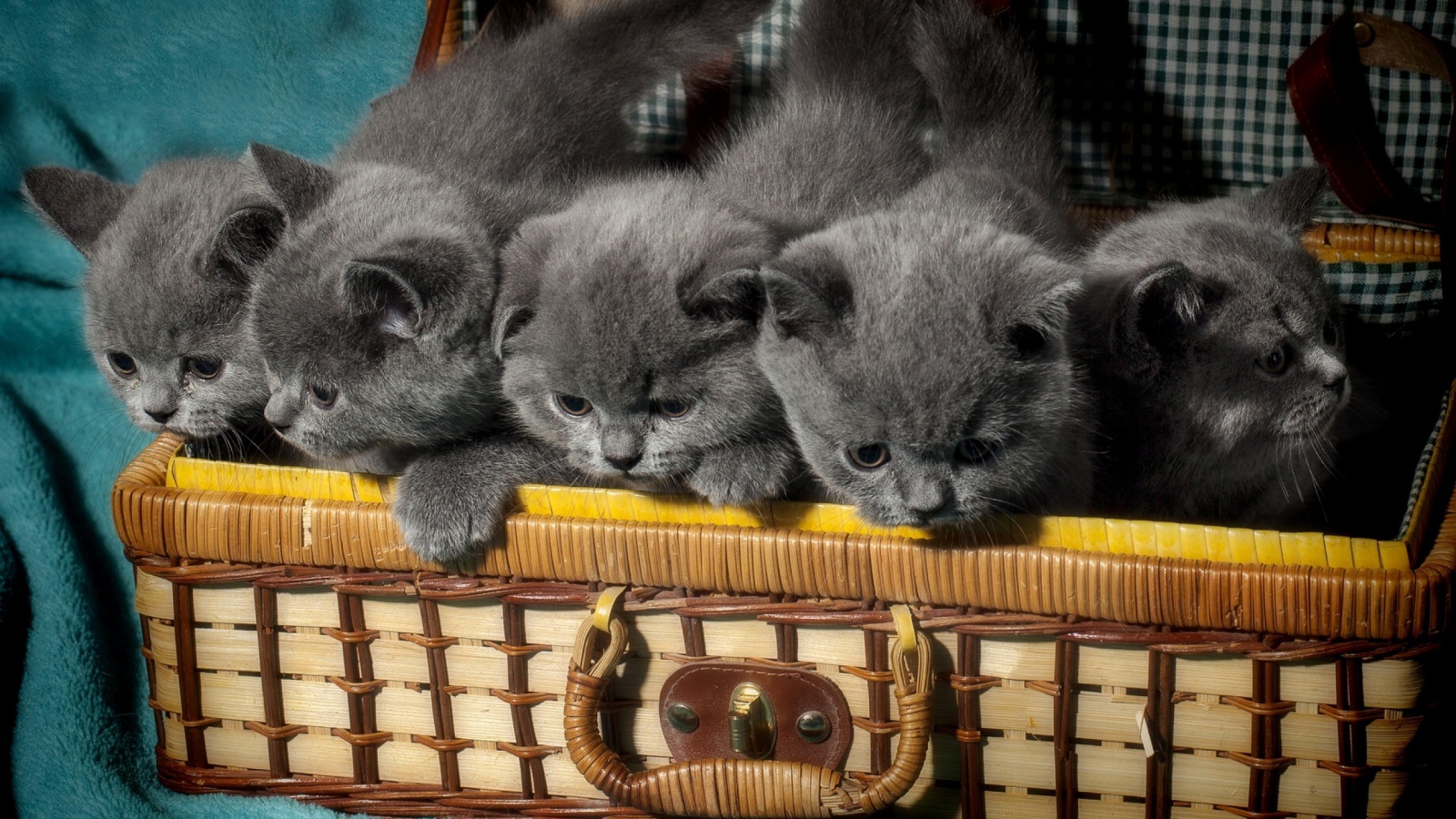 Чемодан с милыми маленькими британскими котятами