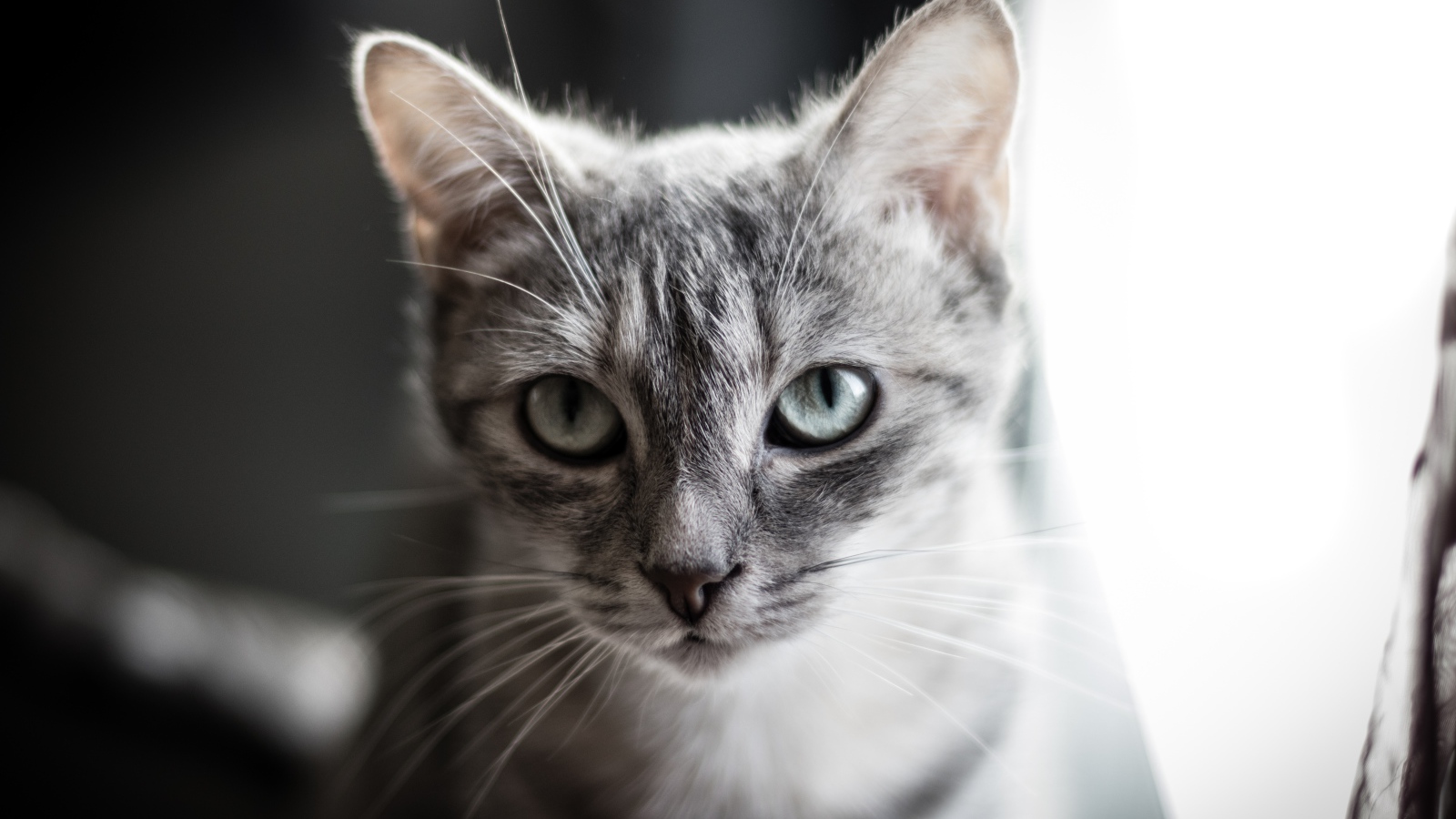Взгляд серой кошки с большими серыми глазами
