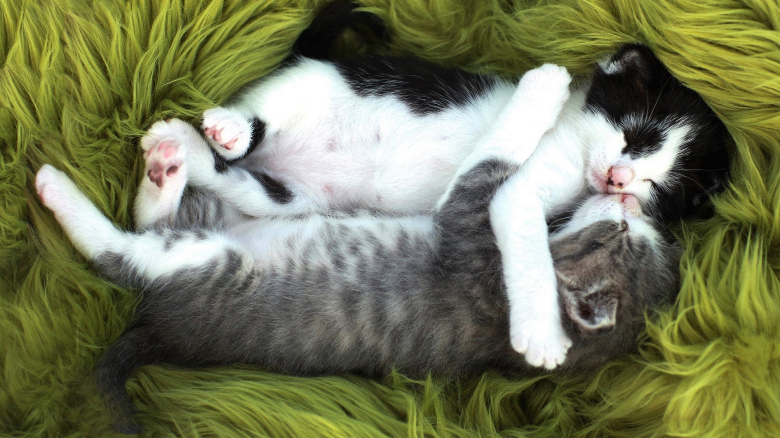 Два маленьких забавных котенка спят обнявшись