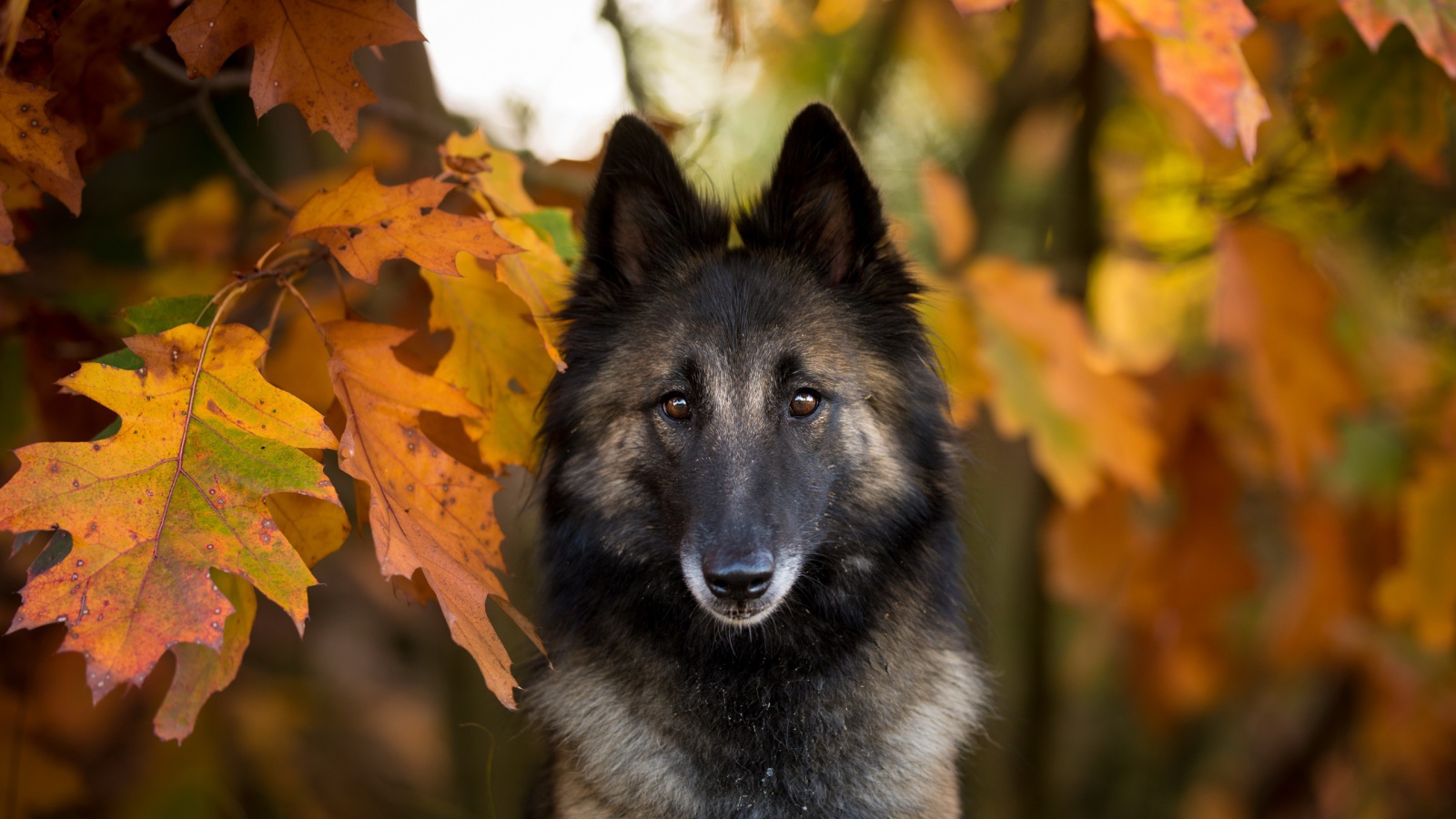 Собака в желтых осенних дубовых листьях