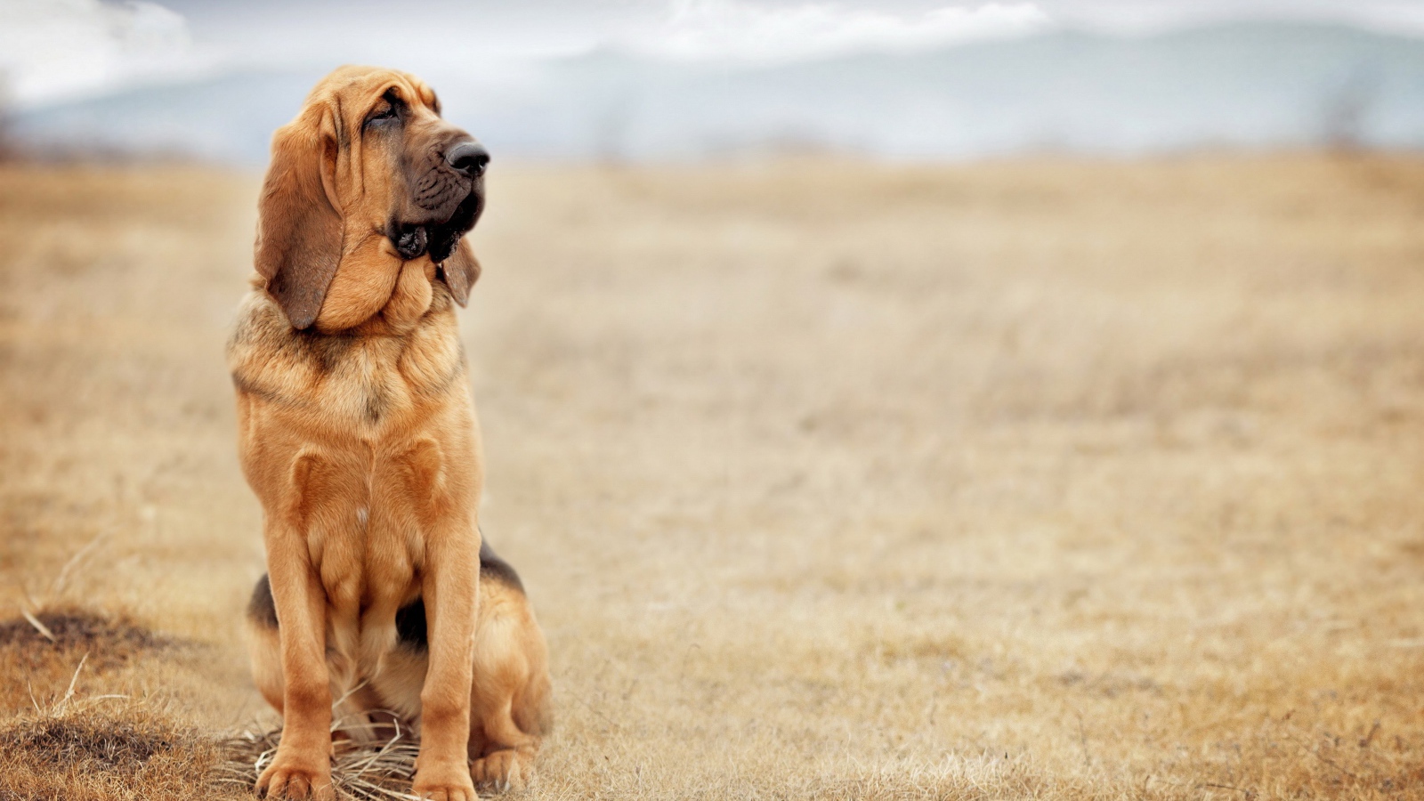 Грустная собака породы бладхаунд сидит на сухой траве
