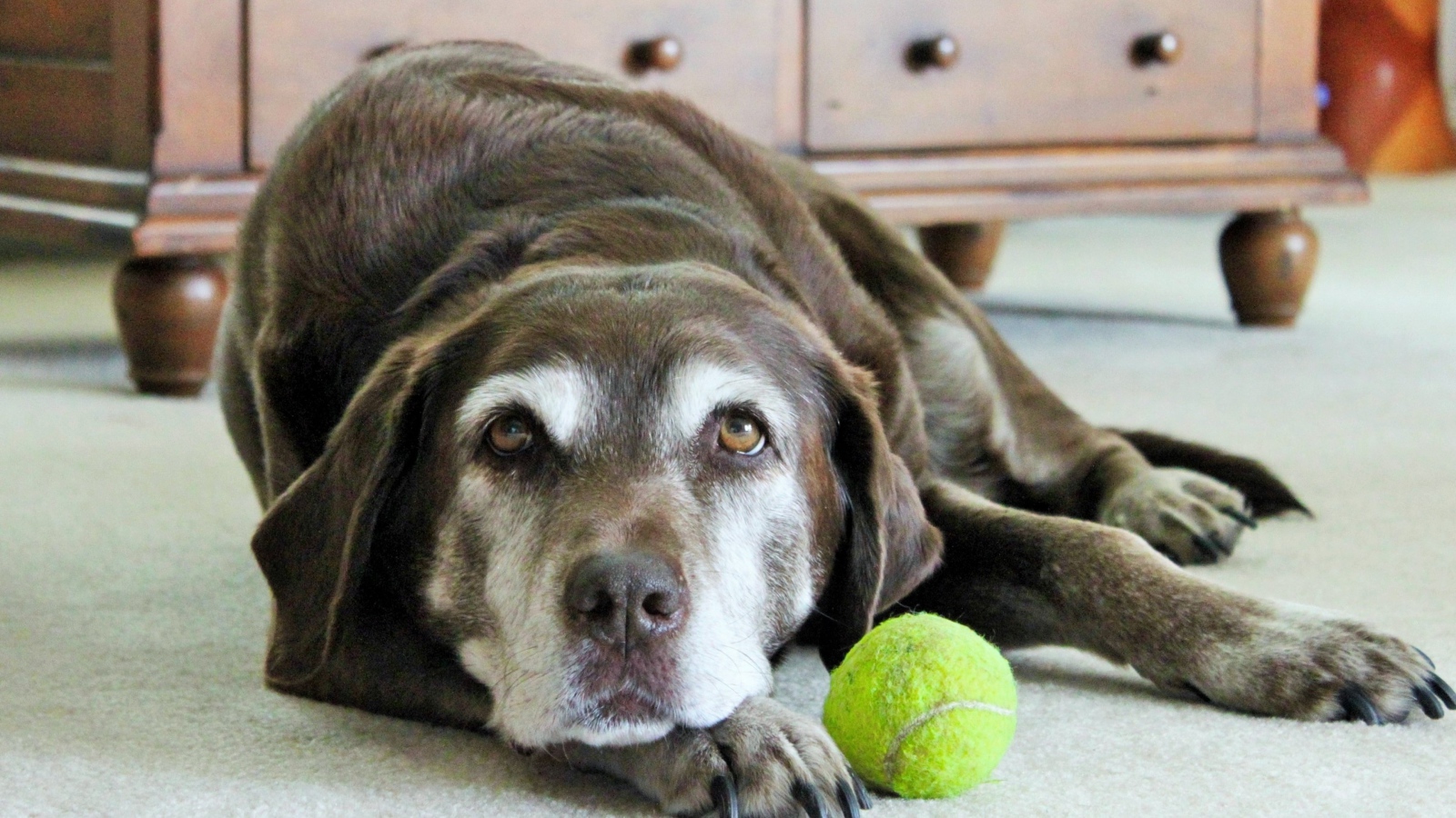 Грустная собака с теннисным мячом  