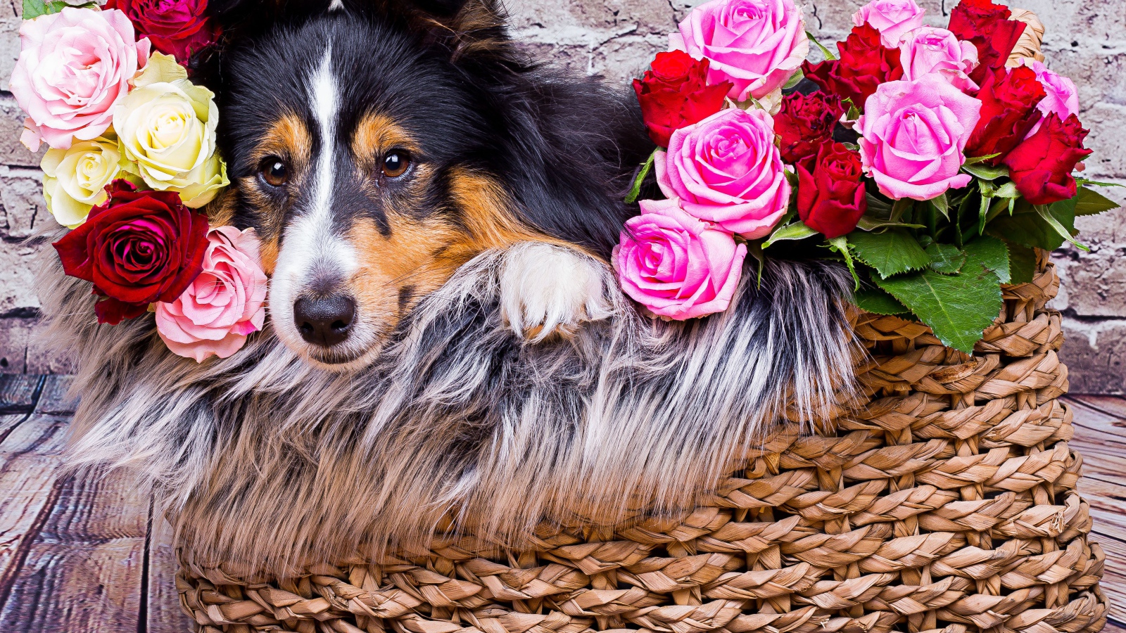 Собака породы Шелти лежит в корзине с розами 