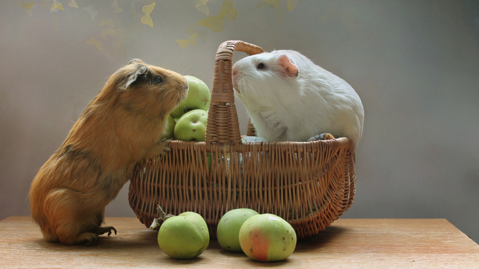 Две морские свинки в корзине с зелеными яблоками