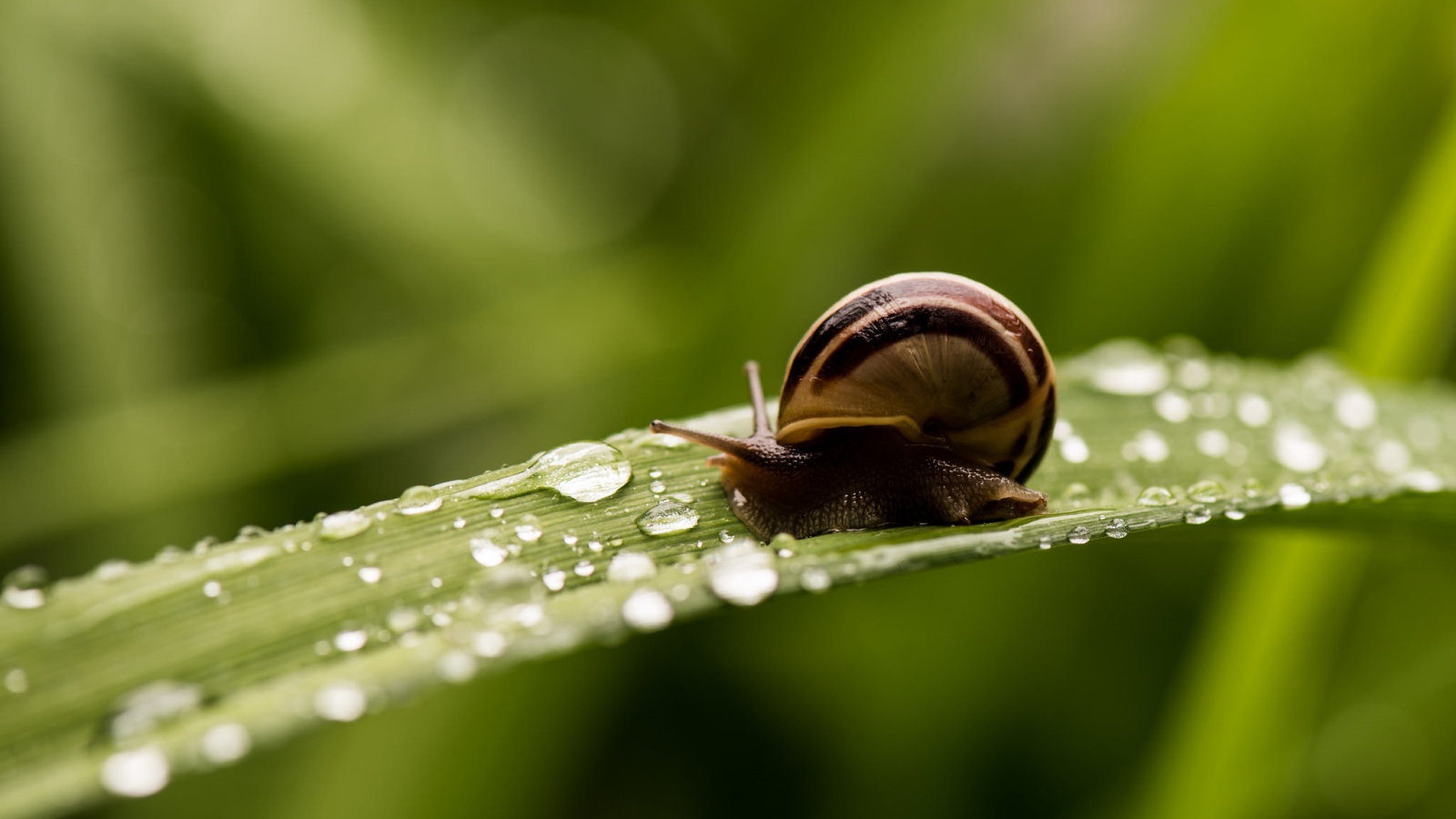A snail sits on a dew-covered green leaf