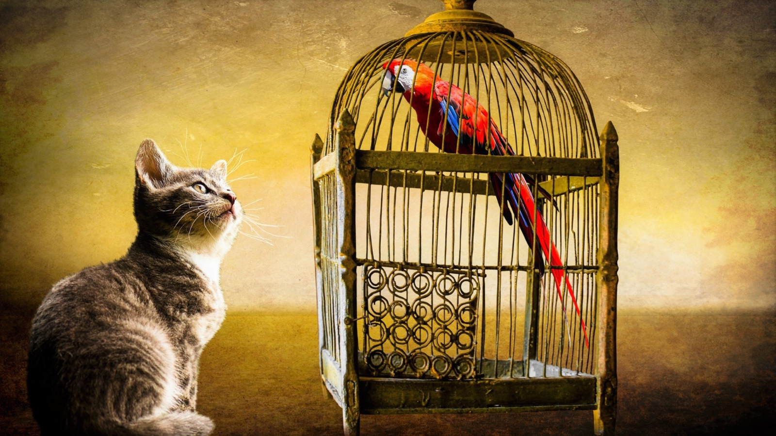 Curious kitten looks at the cage with the parrot