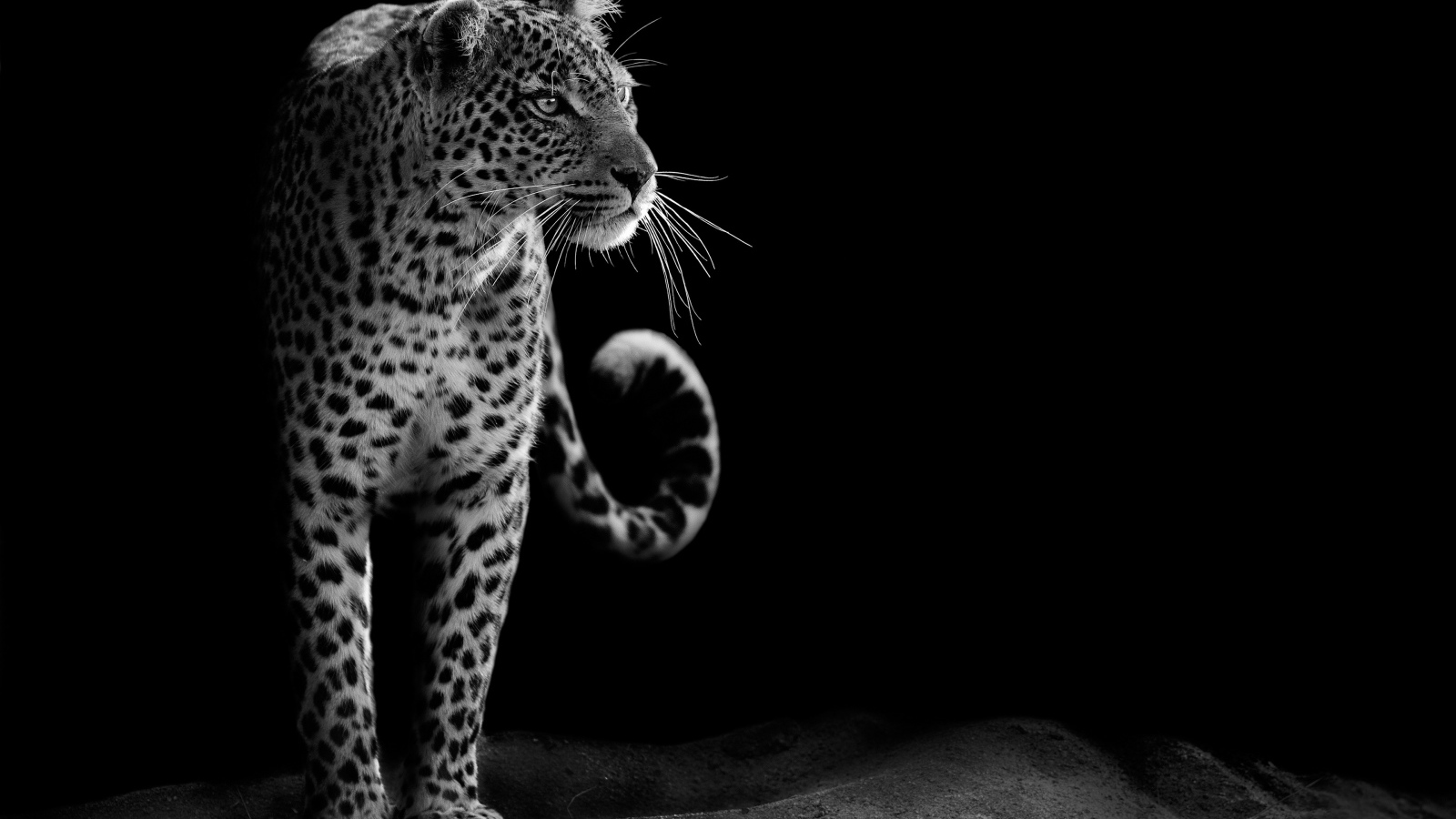 Большой леопард черно-белое фото