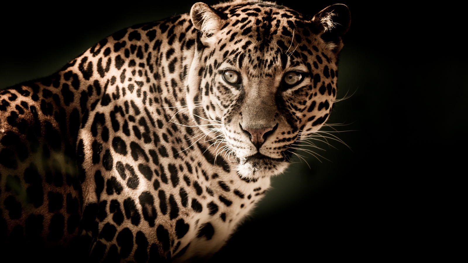 Серьезный взгляд большого леопарда