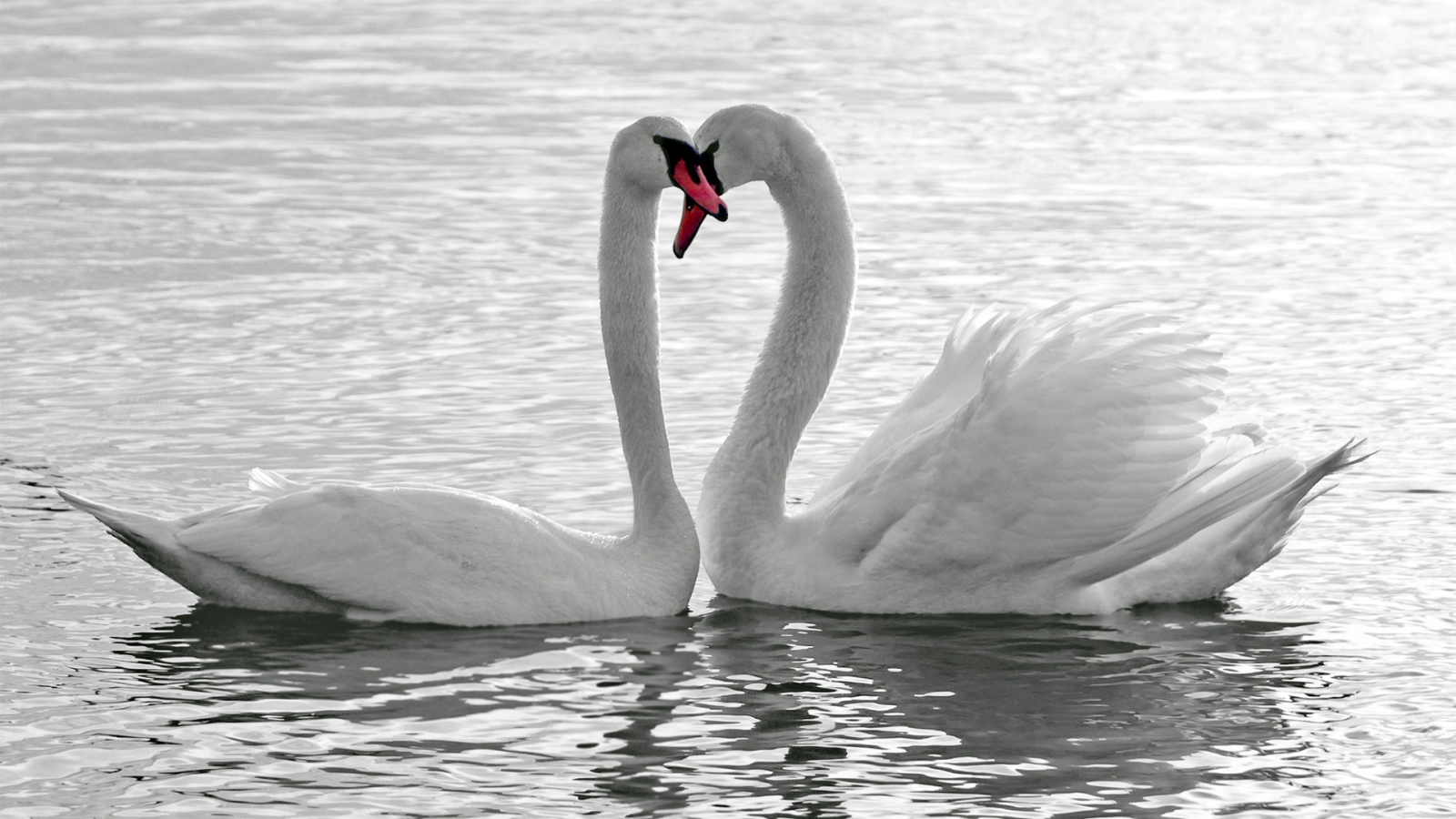A loving pair of white swans