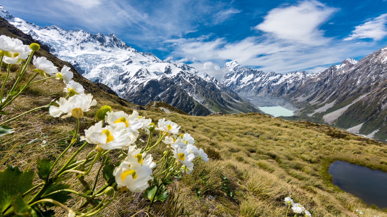 Цветы лютики на горе Маунт-Кук, Национальный парк в Новой Зеландии 