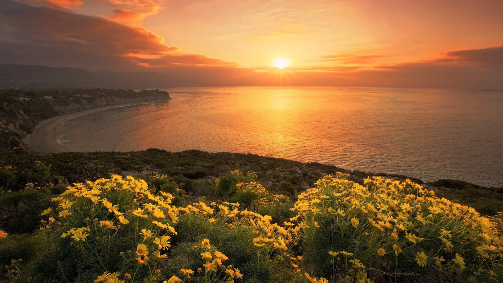 Желтые цветы на берегу океана на закате солнца