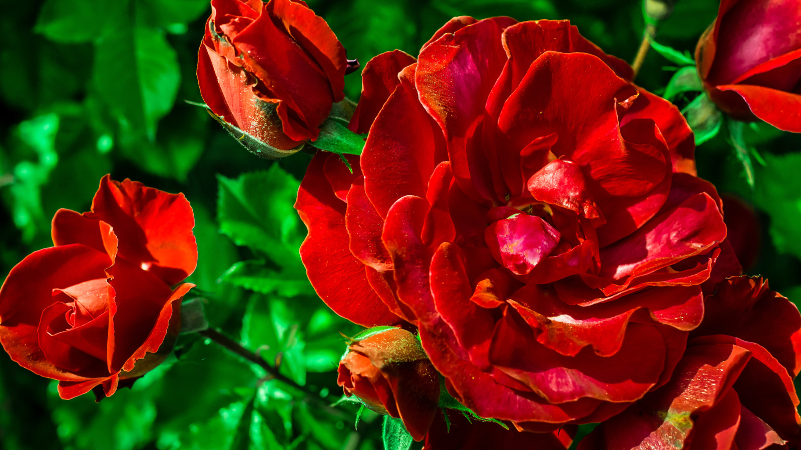 Красивые красные розы с бутонами вблизи