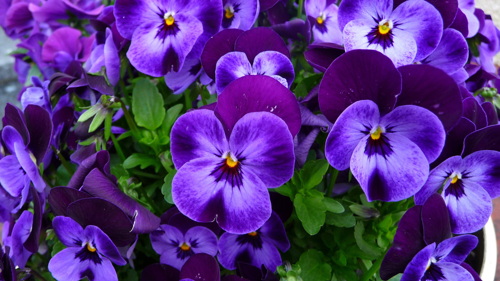 Нежные маленькие фиолетовые цветы анютины глазки