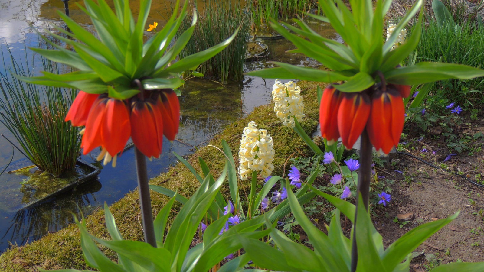 Цветы рябчики и гиацинты у водоема