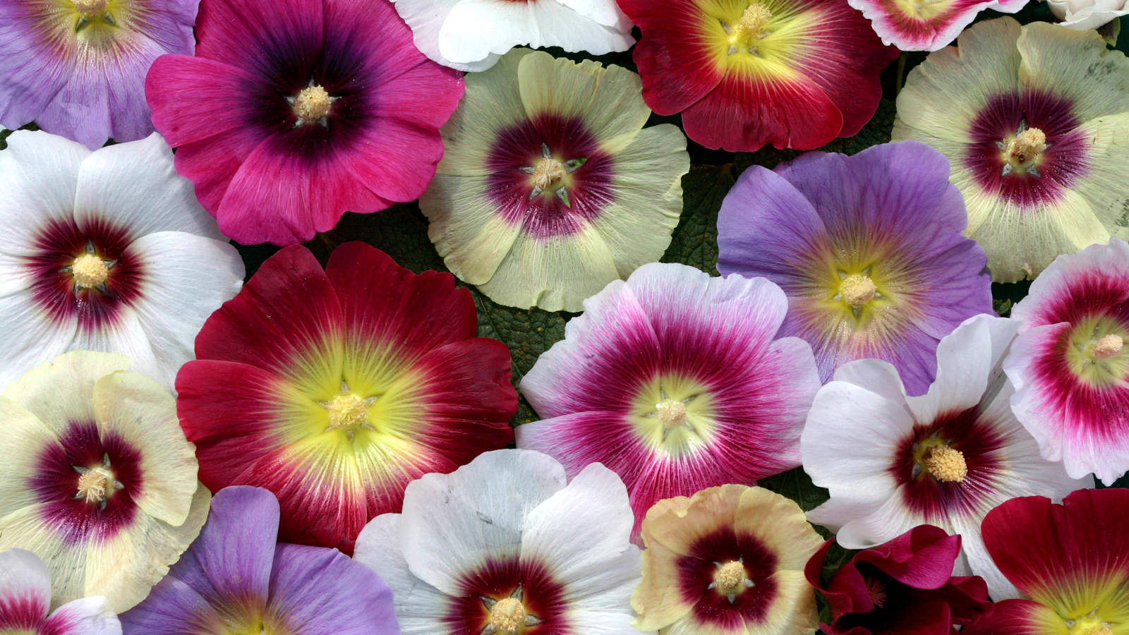Multicolored beautiful flowers mallow