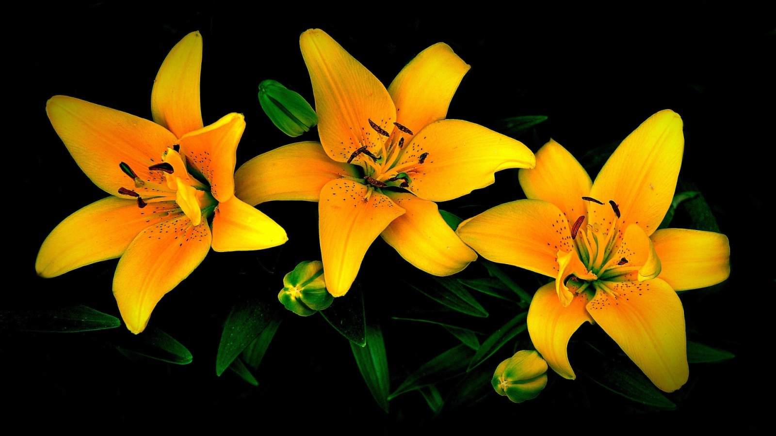 Три желтые лилии на черном фоне 