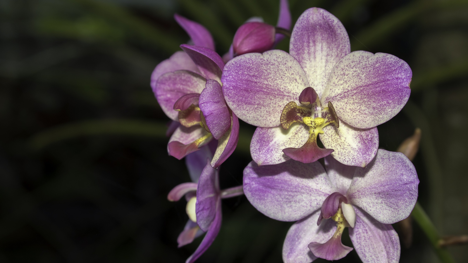 Фиолетовые цветы орхидеи крупным планом 