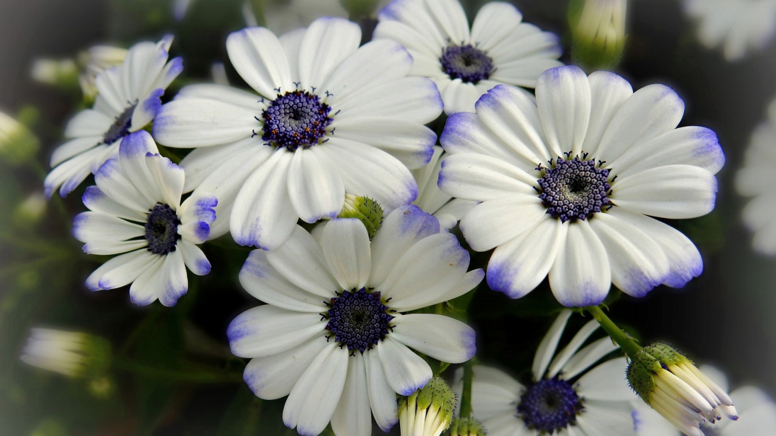 Белые цветы Цинерария с фиолетовой серединкой