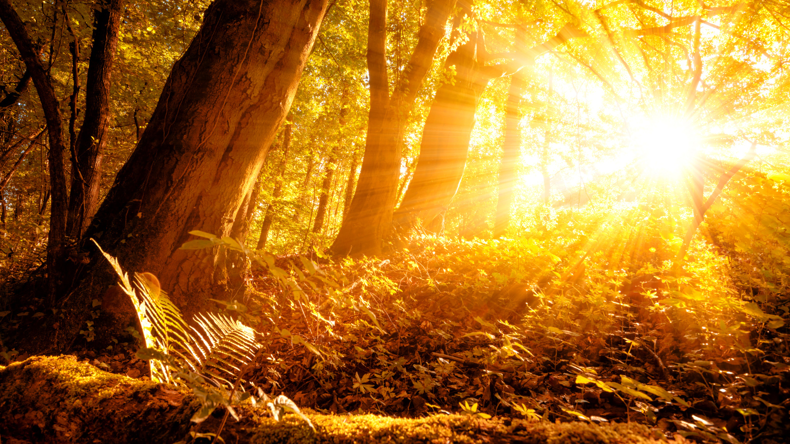 Красивый лес в лучах яркого осеннего солнца