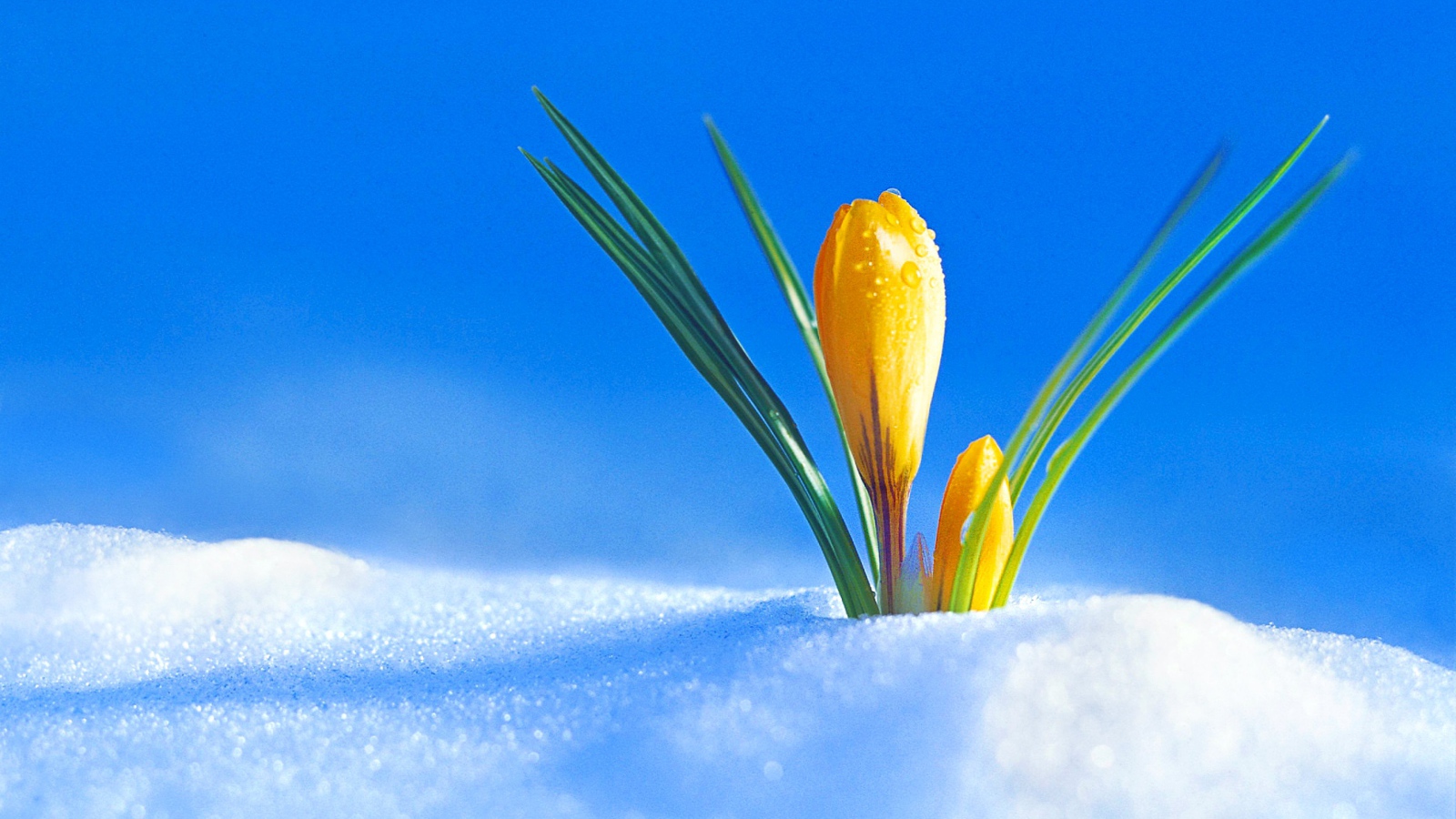 Весенний желтый крокус пробивается сквозь снег 