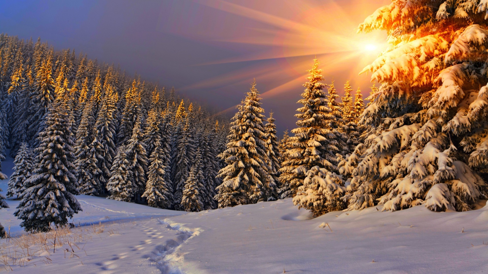 Snow-covered fir trees in the sun