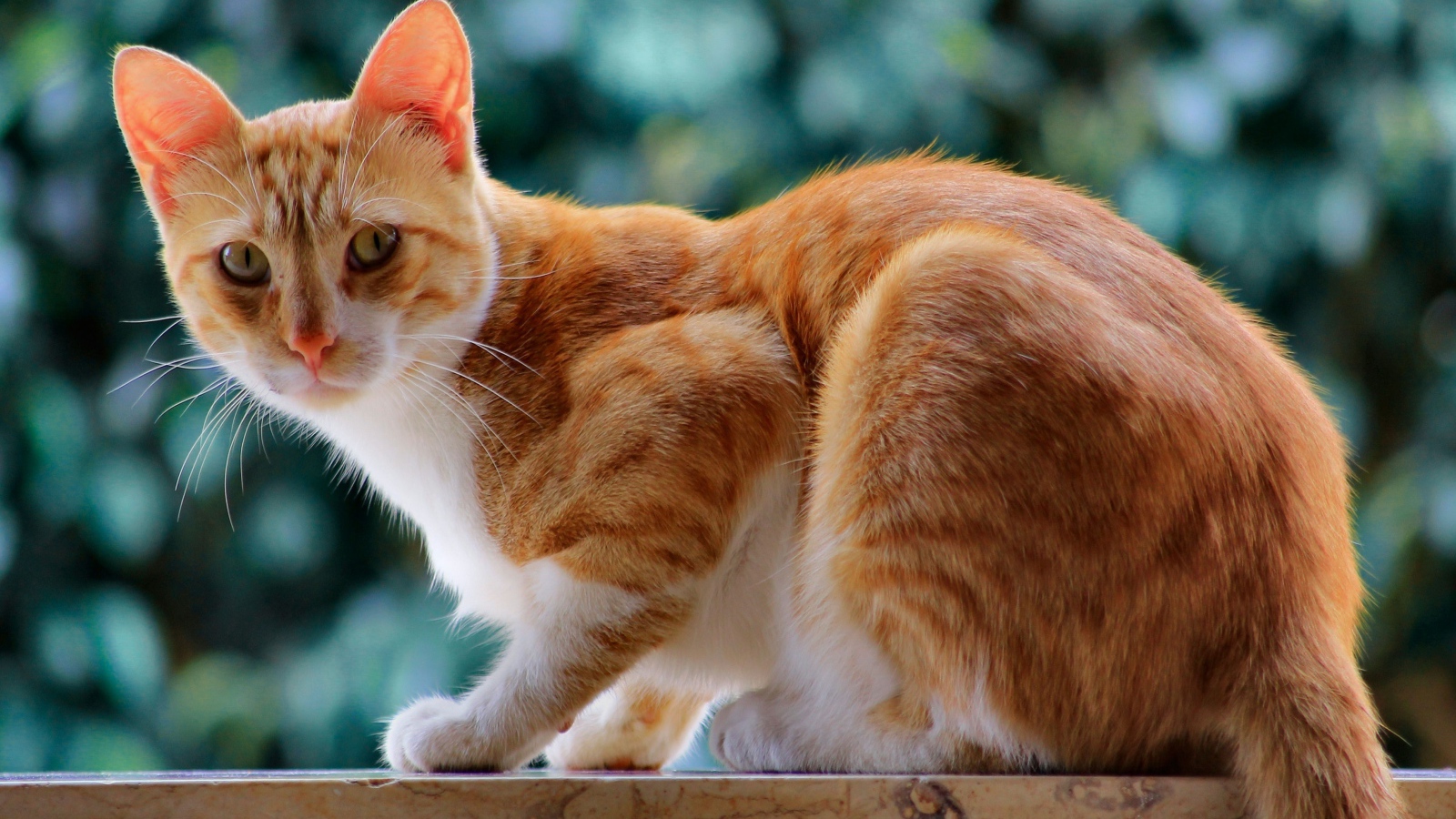 Красивый рыжий кот с длинными усами
