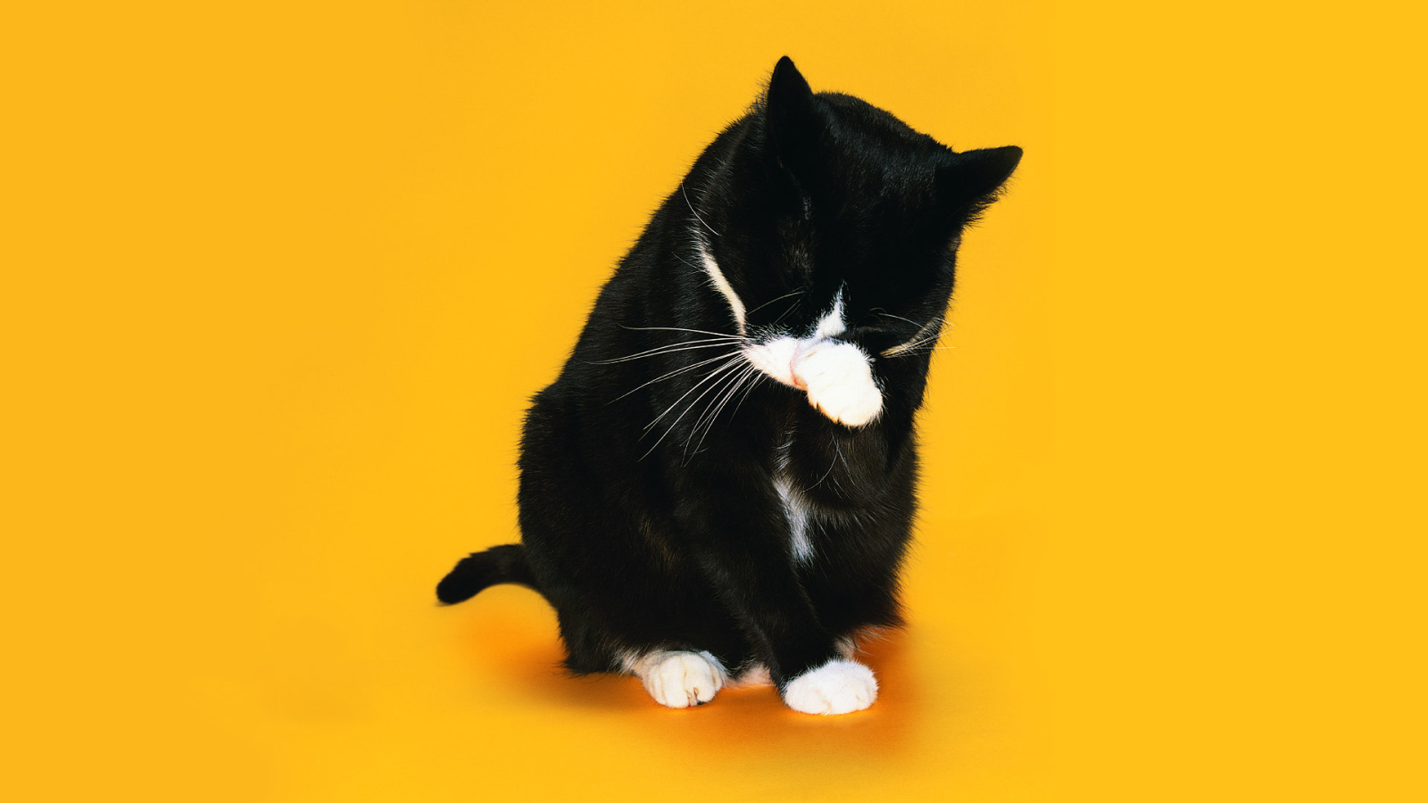 Black and white cat washes on a yellow background