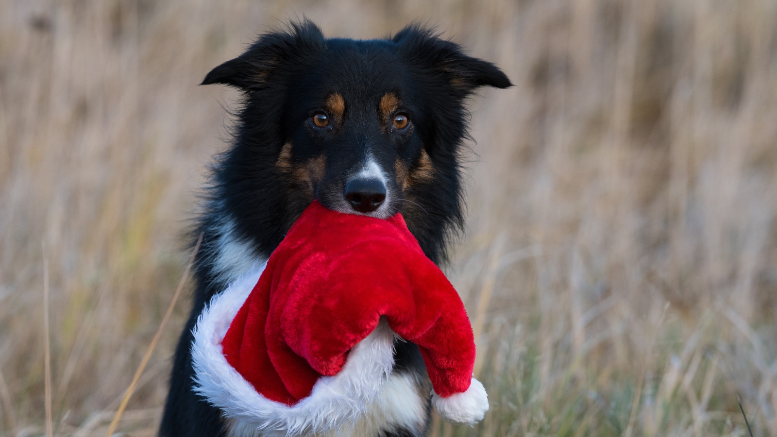 Собака с шапкой Санта Клауса в зубах 